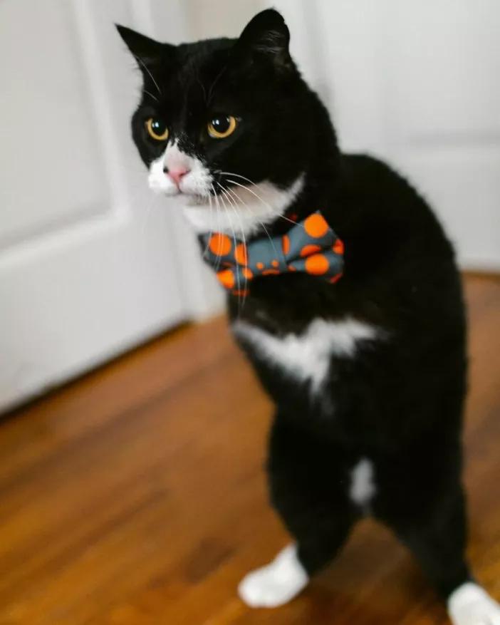 无法领养残疾猫,有些流浪猫不适合领养