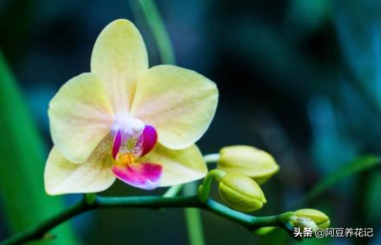 兰花烂根黑腐怎么处理,兰花黑腐