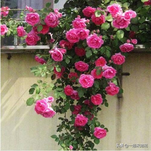 月季生蚜虫怎么治,月季长蚜虫怎么处理