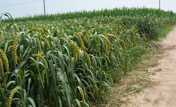谷子的种植方法与技术,谷子种植掌握的技术有哪些
