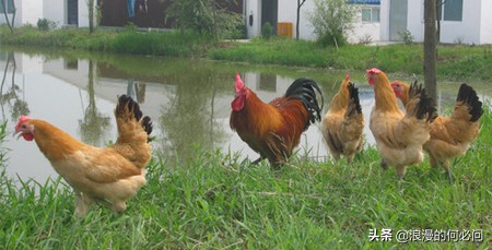 从肥东到肥西买了一只老母鸡,从肥东到肥西买只老母鸡的含义