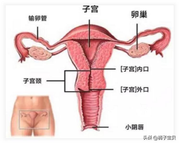 世界人口日健康宣教,世界人口生殖健康问题