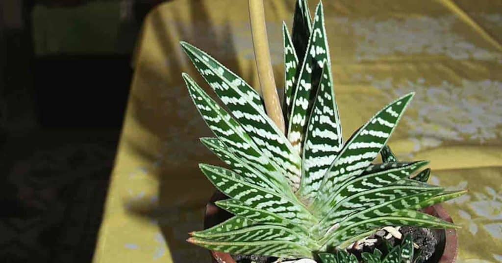 耐阴多肉植物室内,30种耐阴植物室内盆栽