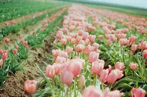深夜人生感悟的句子说说心情图片,花开时与花落时的心情与人生感悟