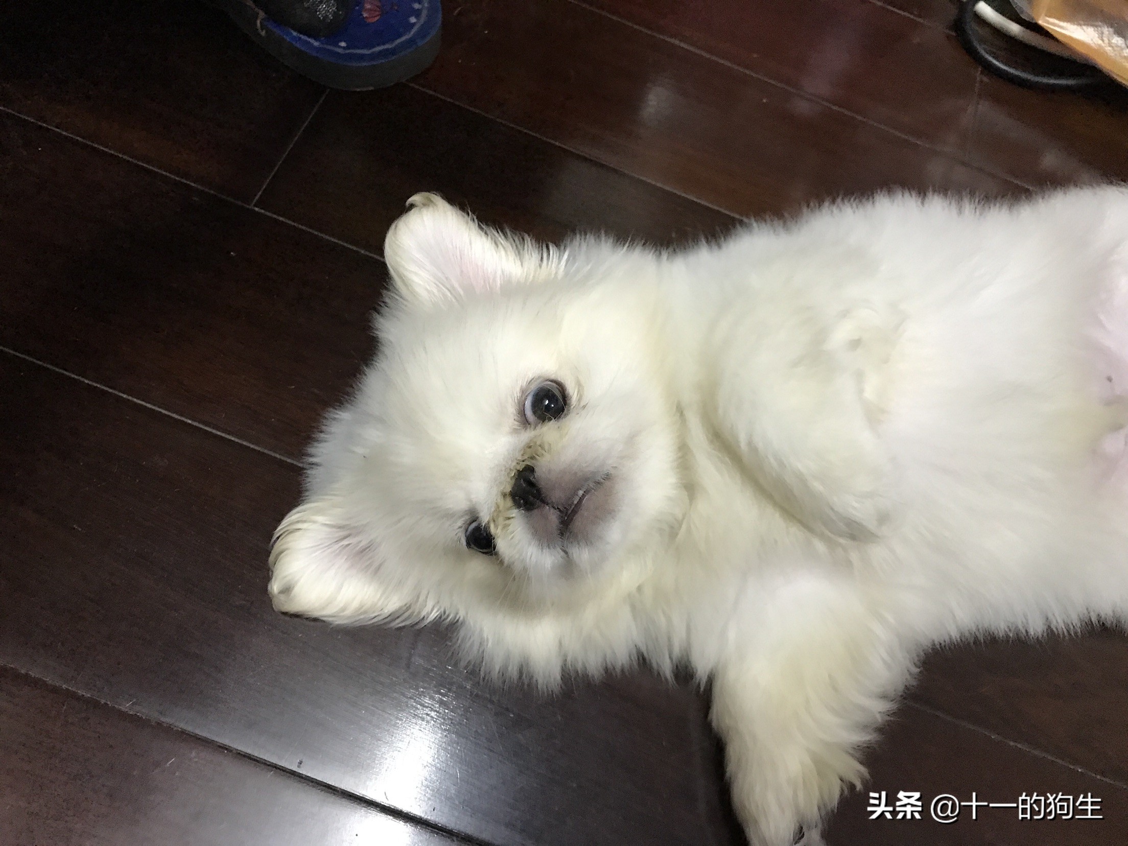 犬瘟热幼犬的10个征兆,幼犬得了犬瘟热会传染人吗