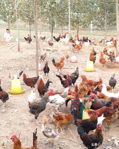 鸡冠上有黑点鸡痘图片,鸡冠上长鸡痘用什么药