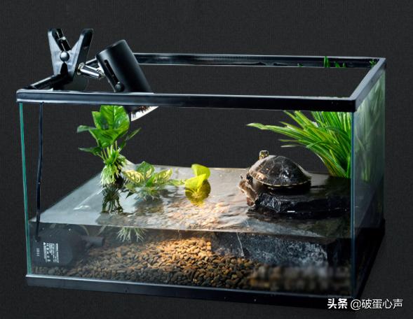 乌龟为什么能养死,为什么乌龟养养就死了