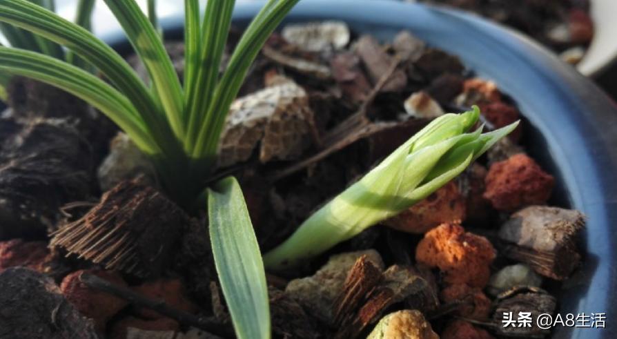 蕙兰兰花品种排名,蕙兰花精品品种