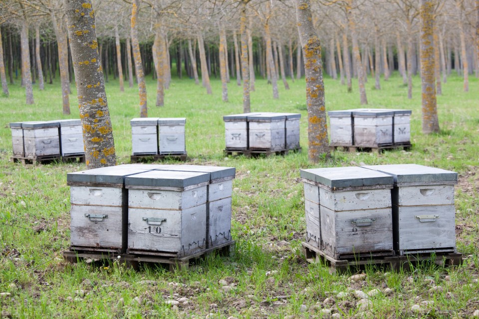 野生虎头蜂蜇人了怎么办,野蜂蜇人吗