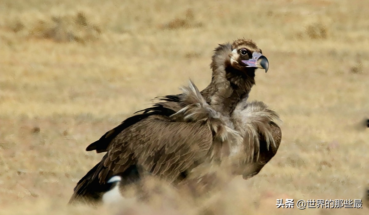胡狼抢夺狮子和鬣狗的食物片段,胡狼为什么不怕狮子