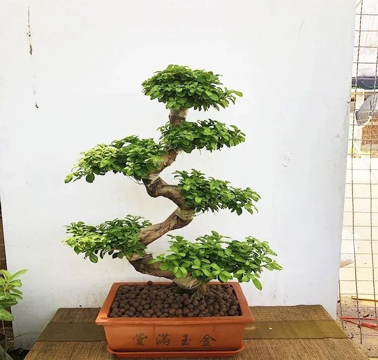 榕树大叶榕,高山榕大叶榕树怎么养殖