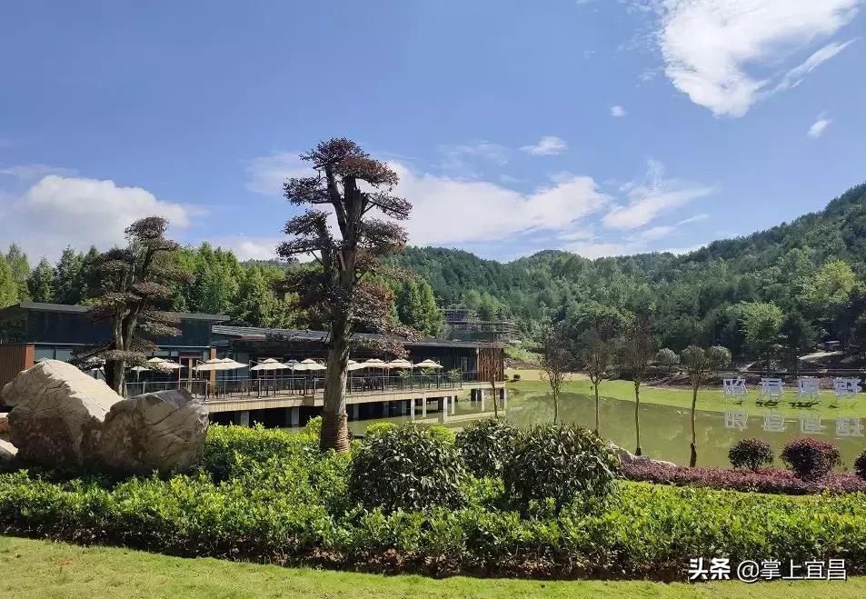 松子榛子,榛子东北榛子