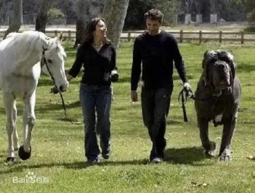 世界各国大型猛犬排名,世界各国猛犬排名