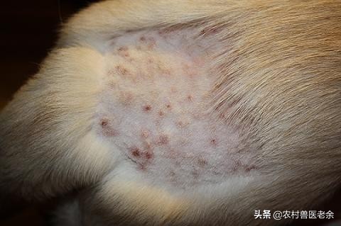 宠物猫狗皮肤病瘙痒寝食难安，主人难受着急，诊断准确才是关键！