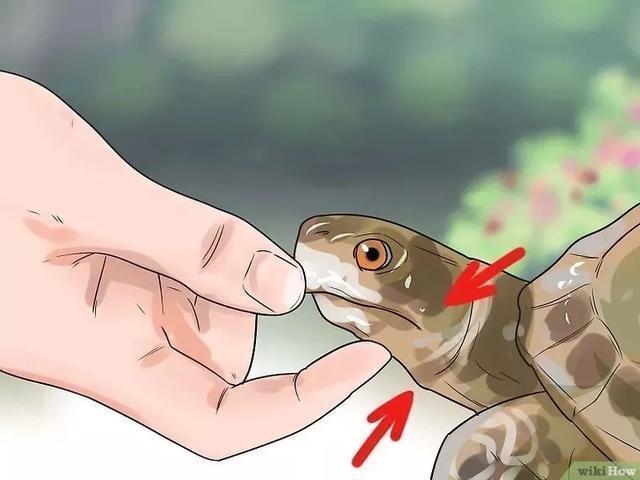 龟怎样才算认可主人,怎么增加和龟的互动性