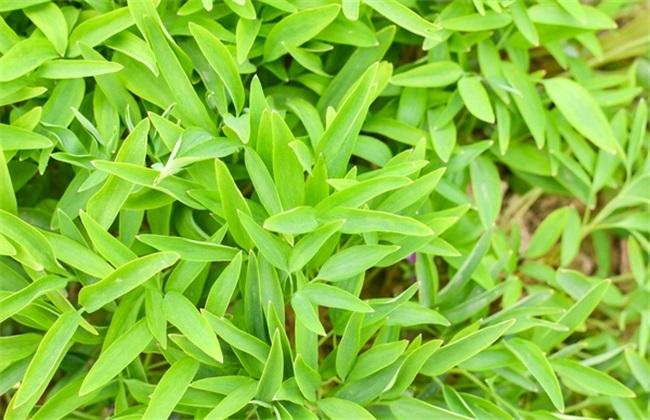 带动农民致富的种植,农民农村种地致富