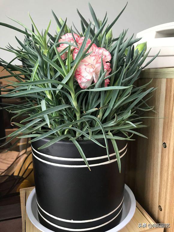 磷钾肥浇康乃馨,养康乃馨需要每天换水吗