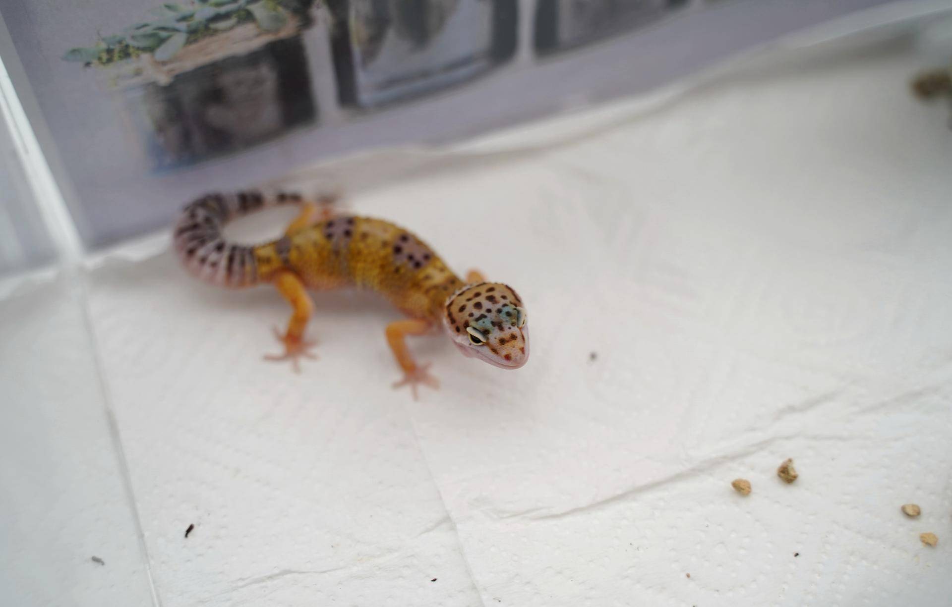 饲养可爱又呆萌傻傻的豹纹守宫,如何饲养好一只豹纹守宫