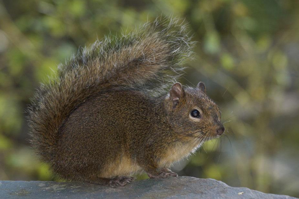 松鼠品种大全图解宠物松鼠,松鼠有哪些品种宠物松鼠品种图鉴