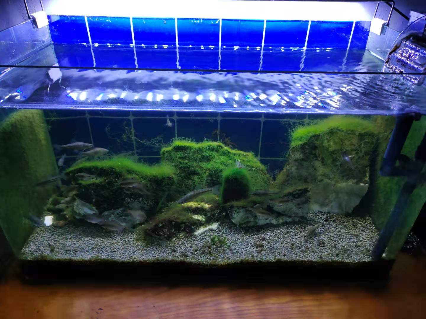 明白了原理做事就会很快,草缸必须24小时水循环吗