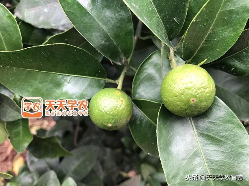 金秋砂糖桔的缺点,今年的金秋砂糖橘