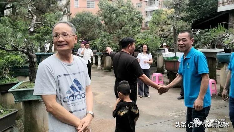 广东的盆景有哪些,适合广东玩的盆景