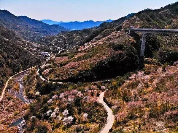 奉化樱花公园,奉化樱花谷