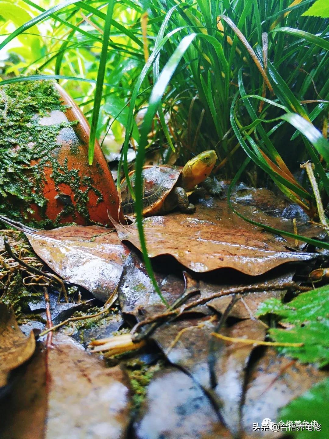 龟缸鱼腥味正常吗,龟缸有点腥气味正常吗