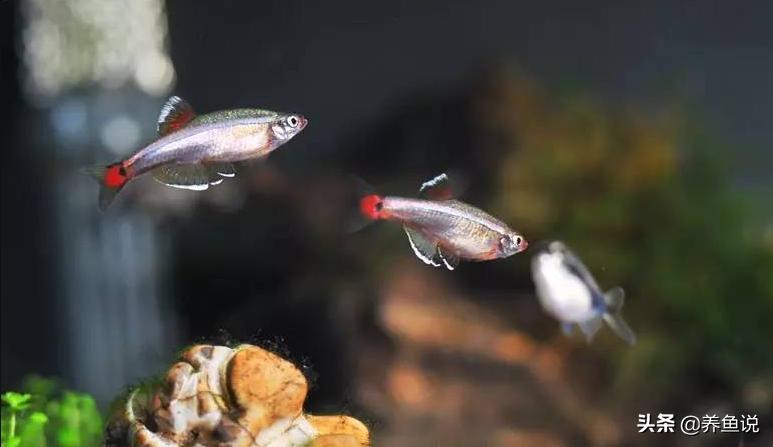 国家二级保护鱼类小型淡水鱼,国家二级保护动物的鱼有哪些