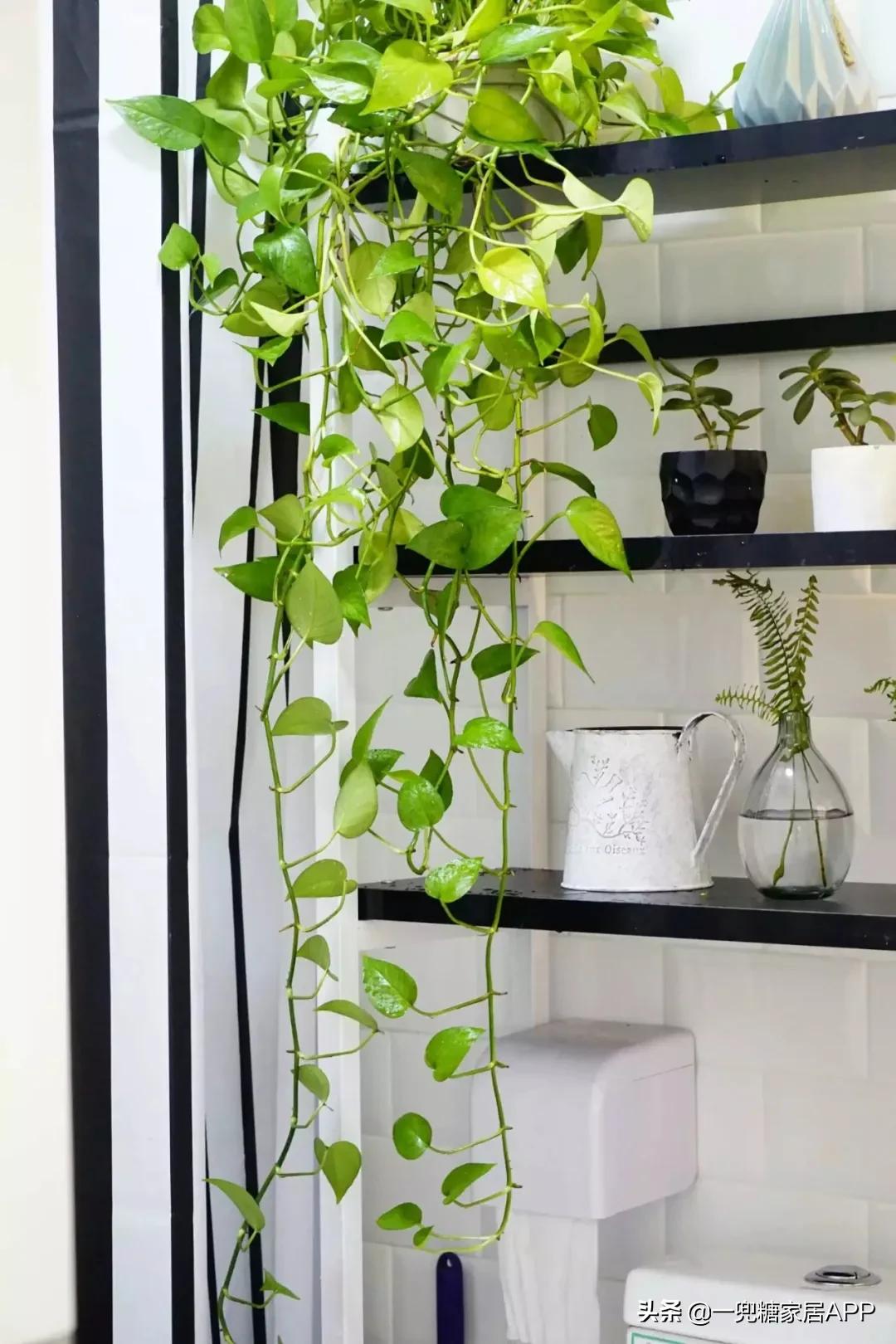 你家厕所≈生化房？做好这四点，远离异味细菌小飞虫