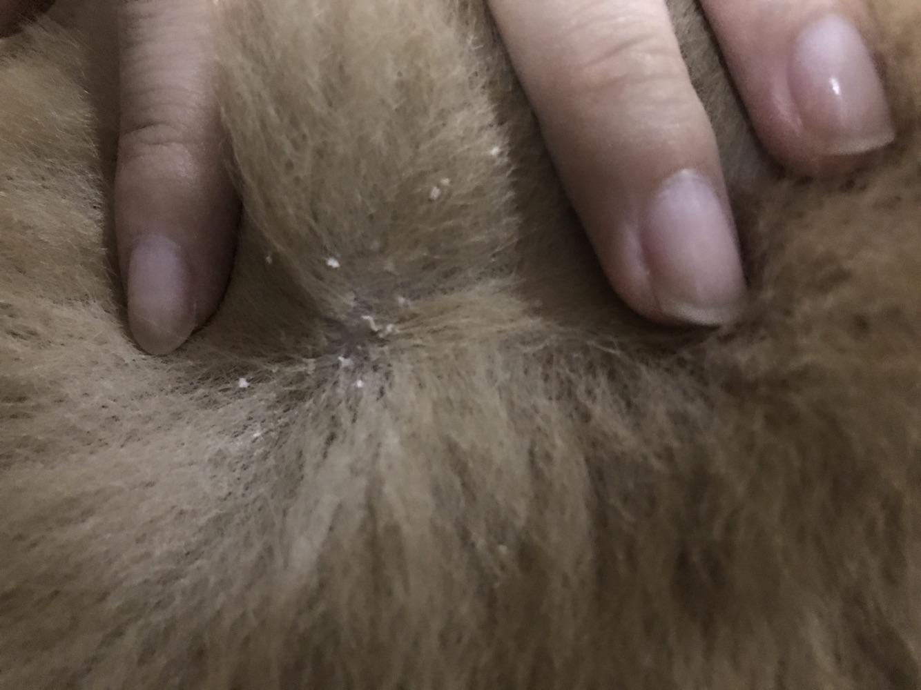 狗狗身上的皮屑应该怎么去除,狗狗身上有虫子用什么洗