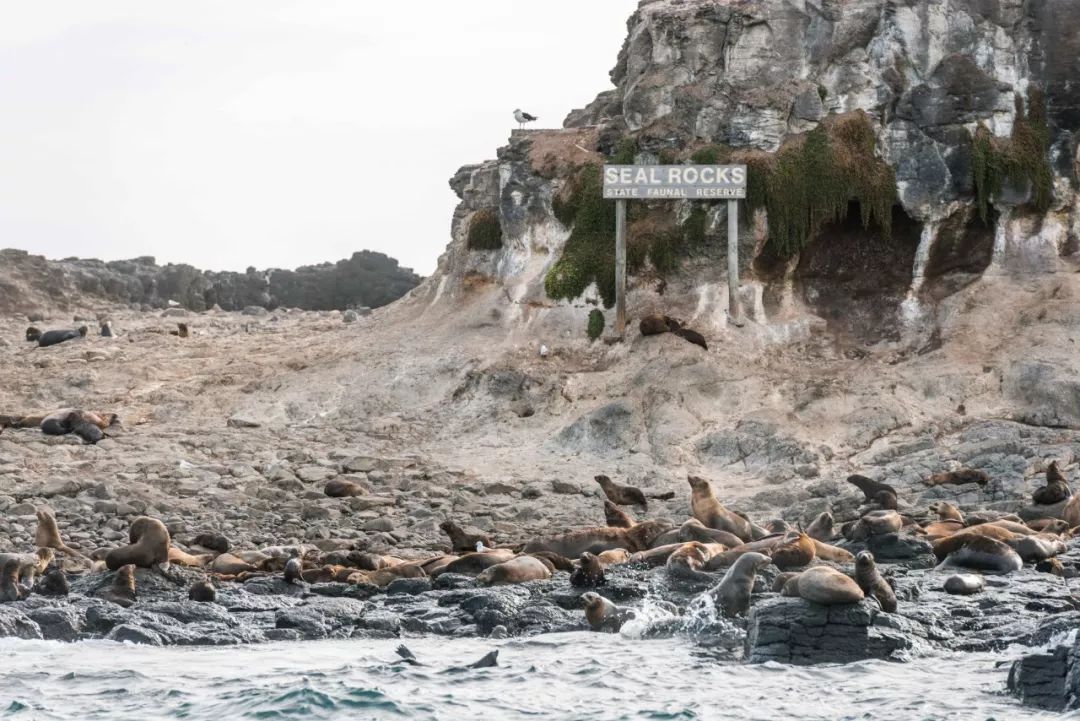 悉尼到阿德莱德自驾游,澳大利亚阿德莱德悉尼距离