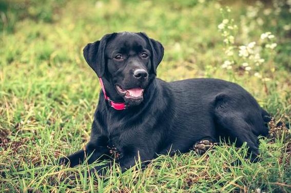 女人养拉布拉多犬好吗,拉布拉多犬怎么养最好