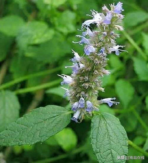 农村比较常见的中草药,农村不可碰的十种草药