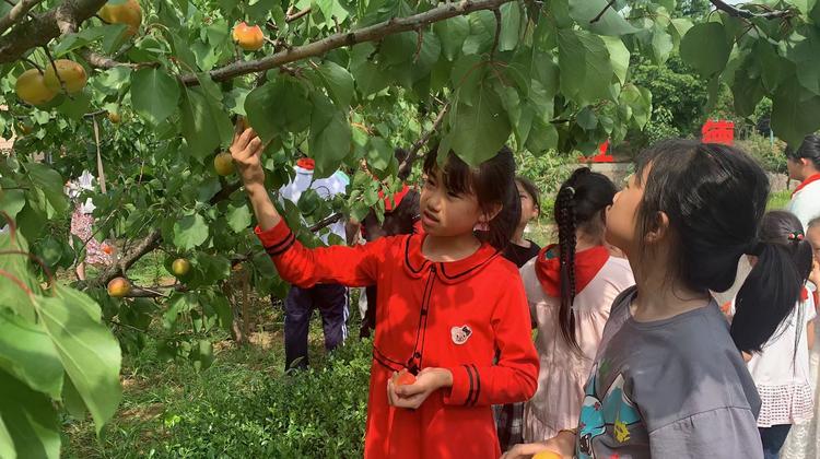 青岛小学在校生数量,青岛小学人数历年