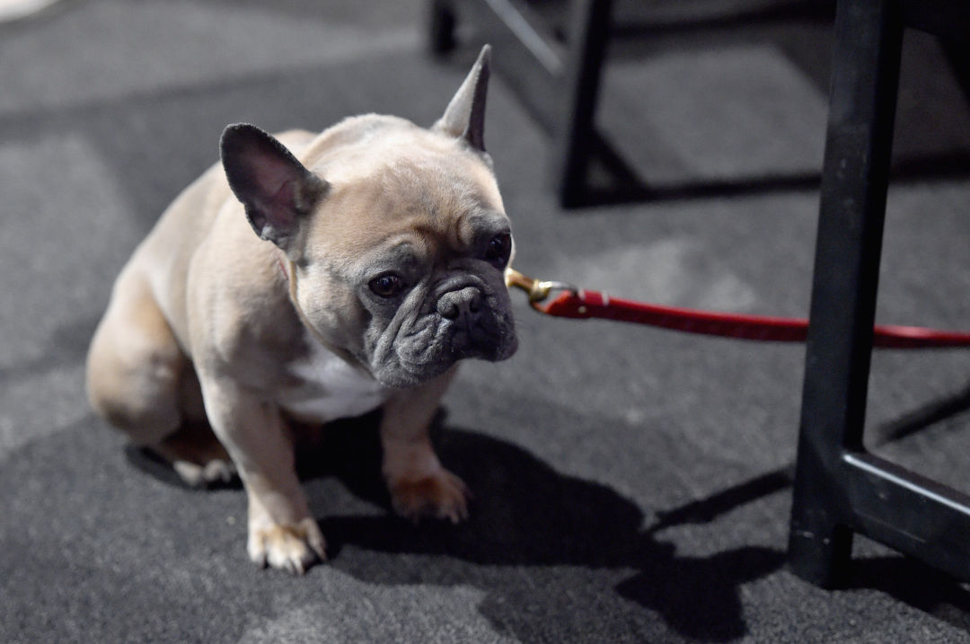 狗狗总爱舔舔舔，这是咋回事？