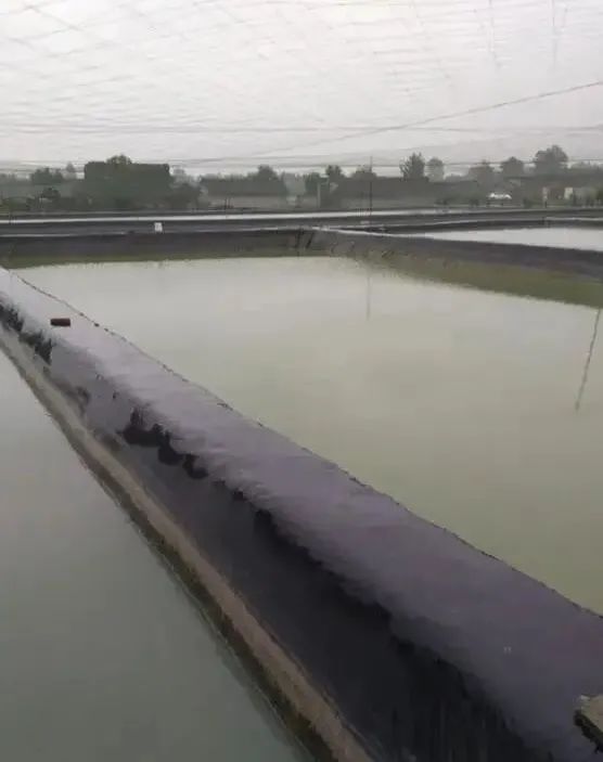 鱼塘水面有红锈怎么处理,鱼塘水面红锈是什么原因