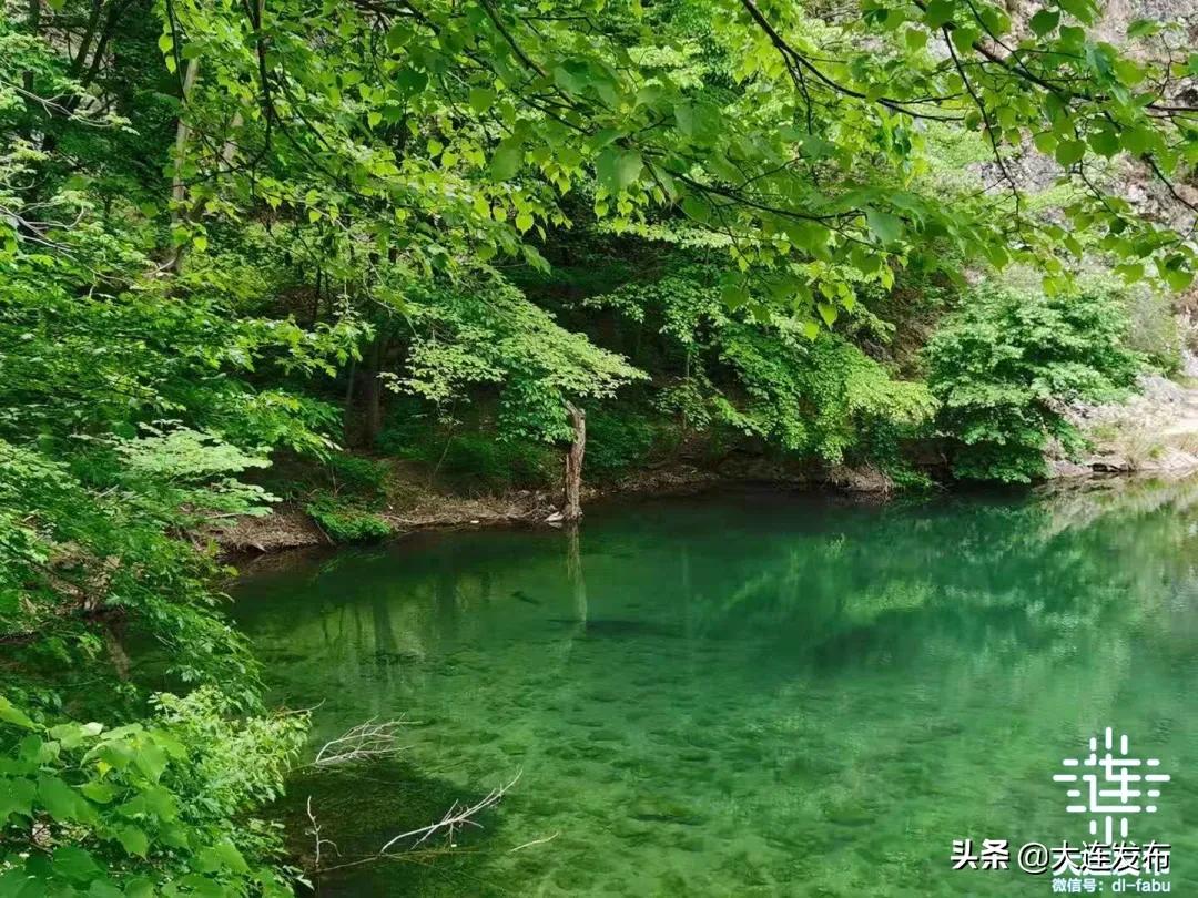 大连最美赏槐露营地,槐之乡露营地