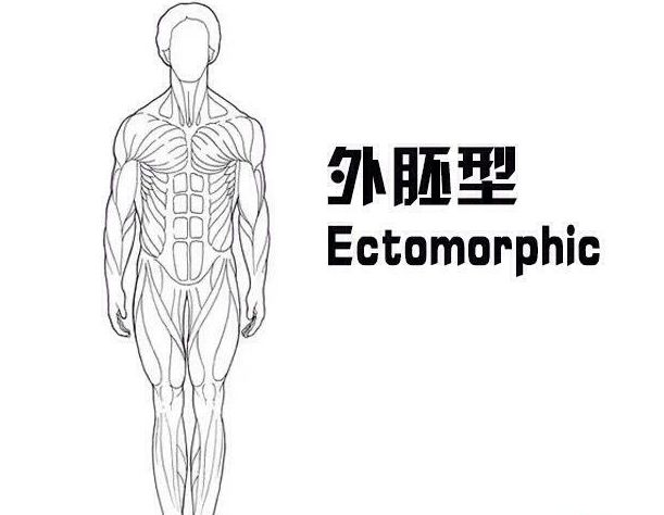 内胚中胚外胚怎么区别,外胚中胚内胚哪个好看