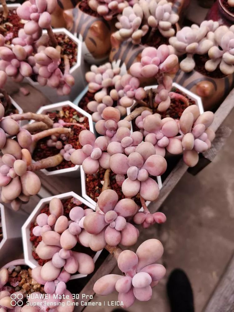 冬日如何更好地养多肉,冬天可以户外养护的多肉