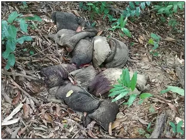 文玩背后的阴暗——鲜血淋漓惨不忍睹！人性居然能恶毒到如此地步