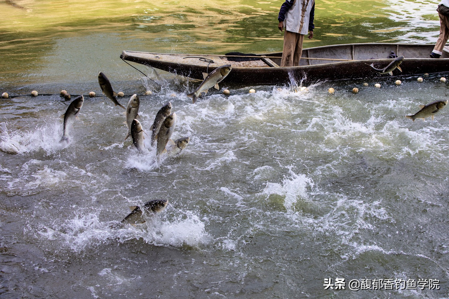 钓鱼大师盘黑坑老板,钓鱼盘老板有什么套路