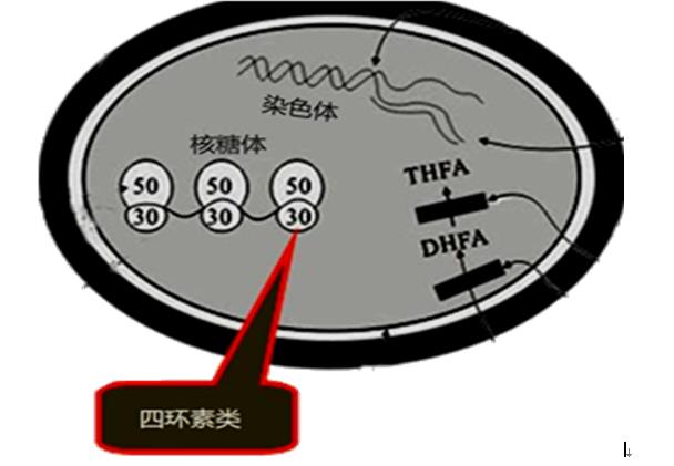 四环素抗菌药物分子量大吗,抗菌药物广谱