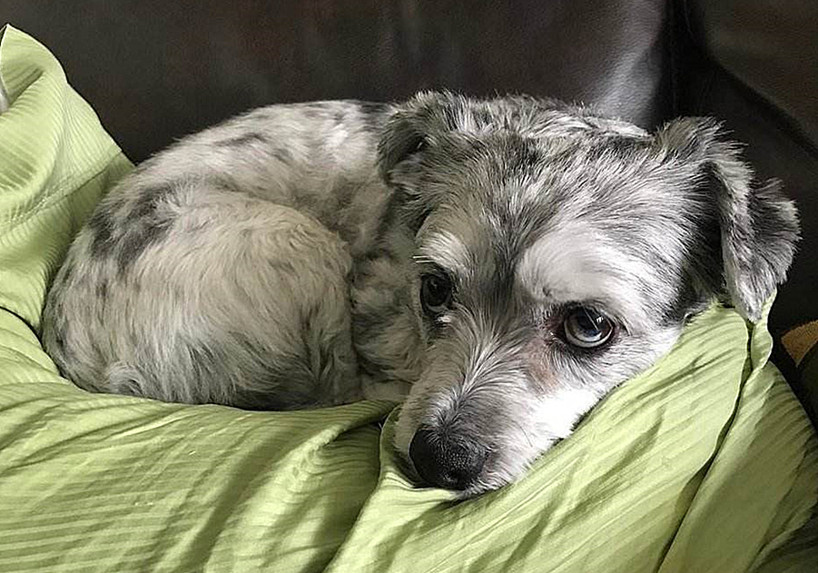 铲屎官容易被传染的病,小细菌对人体危害