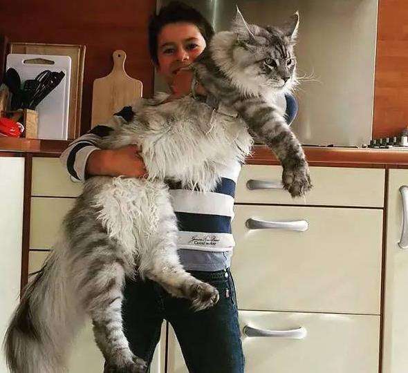 最适合新手养的五种猫咪颜值高,哪10种猫咪既便宜又好养排行榜