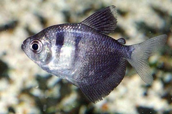 不打氧无过滤能养的小观赏鱼,不用氧气泵就能养的观赏鱼