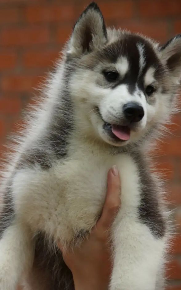 俄罗斯名犬中亚牧羊犬,俄罗斯纯种西伯利亚雪橇犬