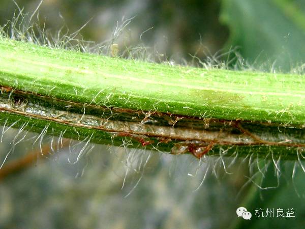 西瓜病虫害一本通表,西瓜红薯种植病虫害防治