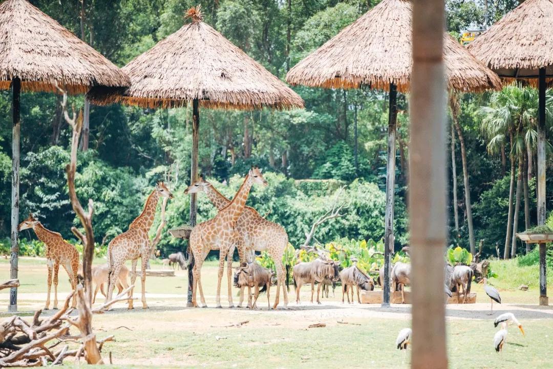 长隆飞鸟乐园怎么去长隆欢乐世界,汉溪长隆地铁站去长隆飞鸟乐园