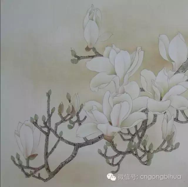 牛文霞工笔玉兰图设色过程,玉兰图工笔花鸟